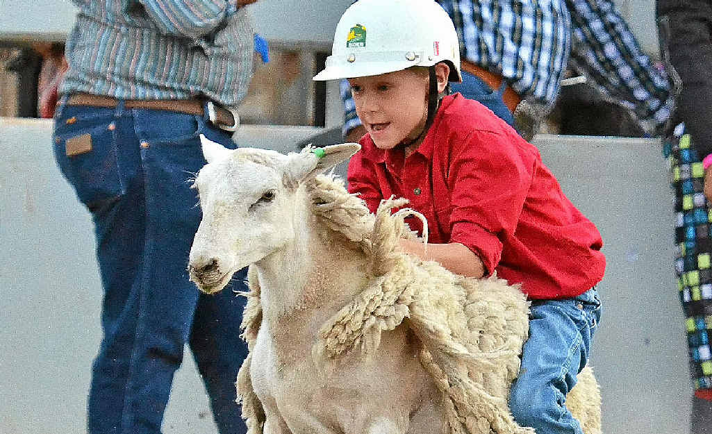ON THE SHEEP’S BACK: Mutton busters is one of the events at the New Year’s Eve Rodeo at Yangan.